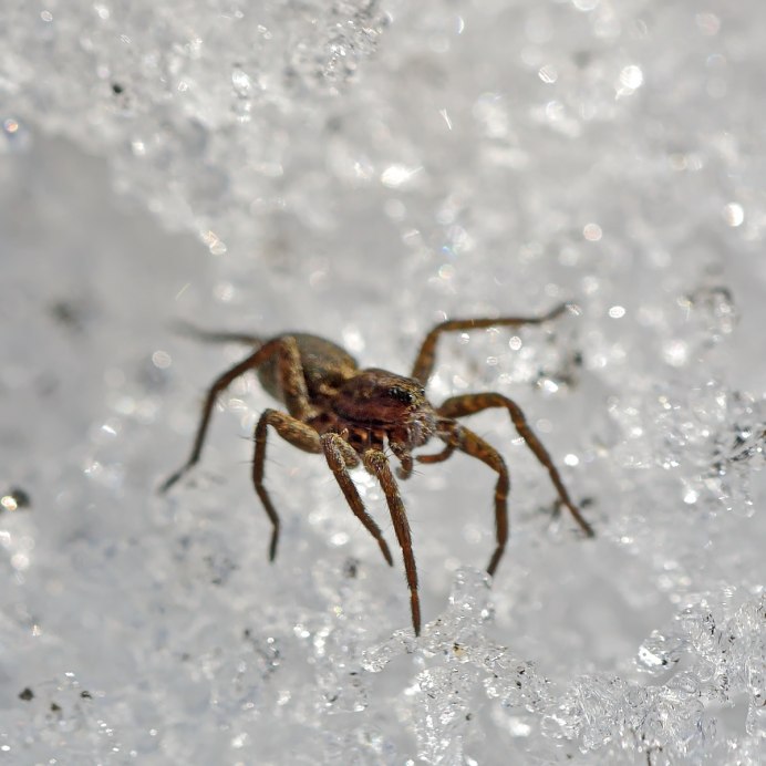 Снежные паучки