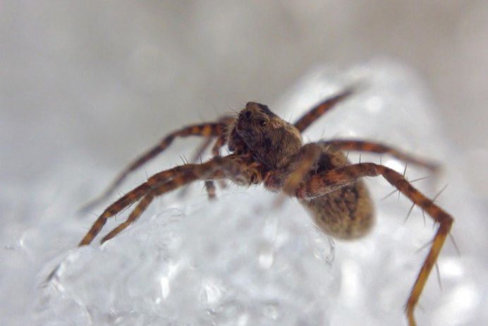 Паук Хантсмен Австралии