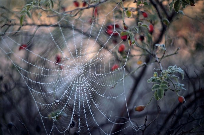 Пауки на смородине