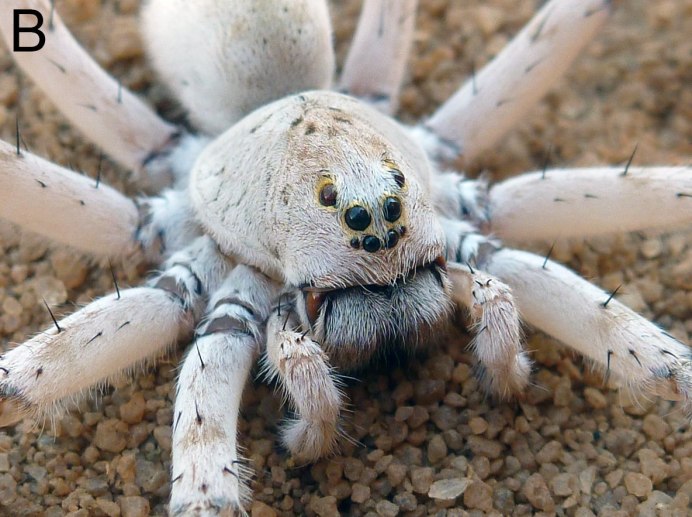 Паук крестовик и его ловчая сеть