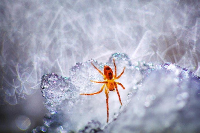 Роса на цветке с паутиной