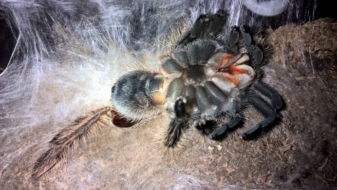 Снежные паучки