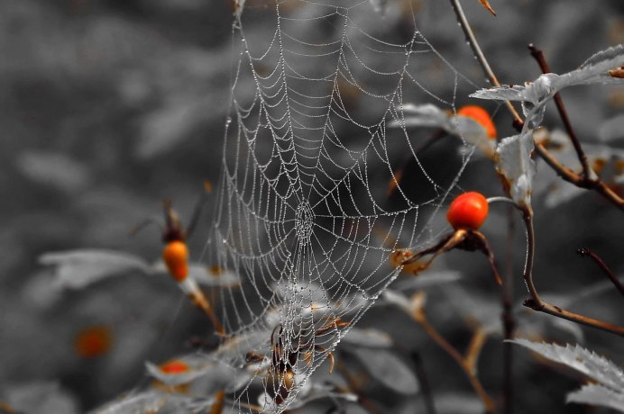 Ледяные существа