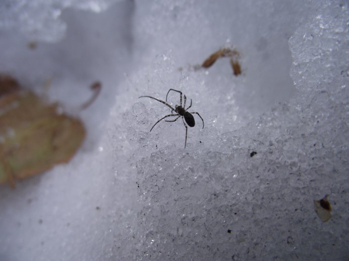 Древние пауки Арахниды