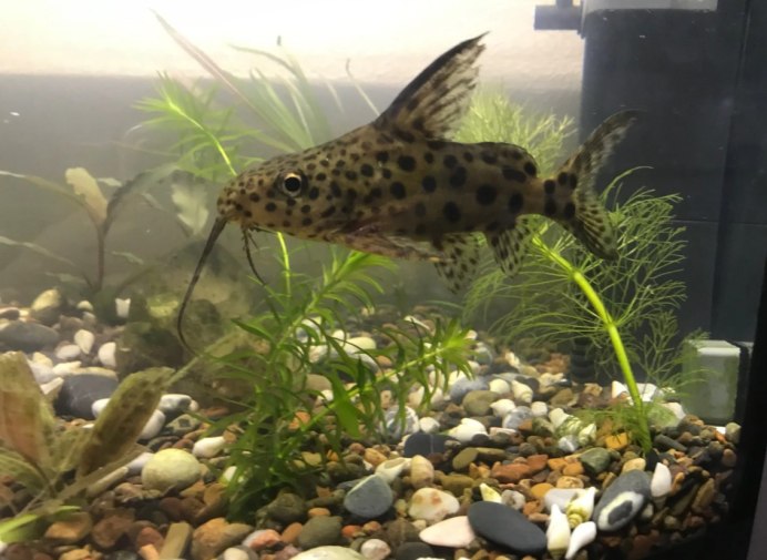 Синодонтис Далматин