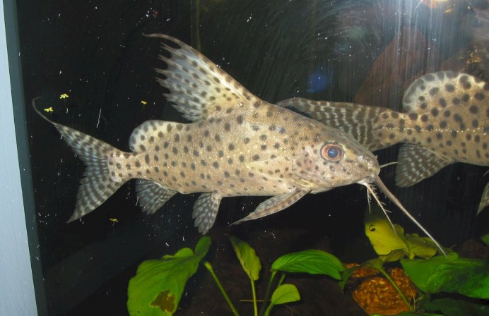 Багрус перевертыш