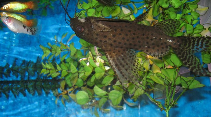 Синодонтис эуптерус