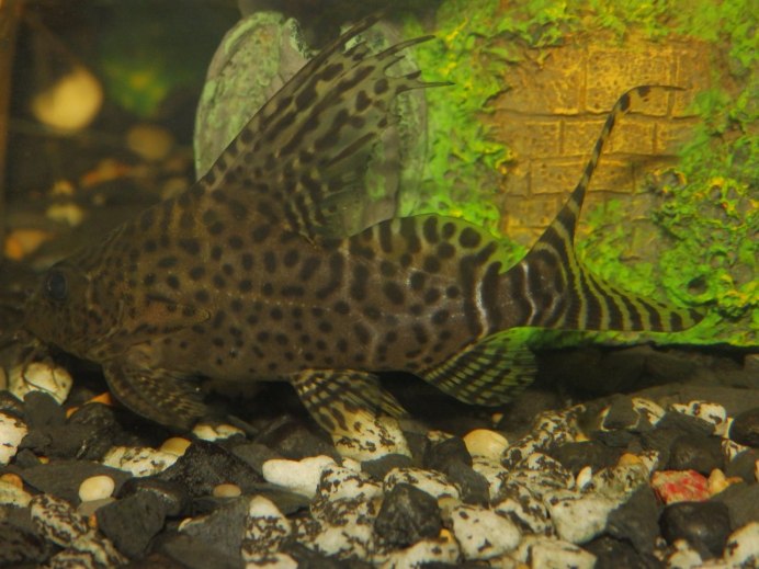 Синодонтис парчовый