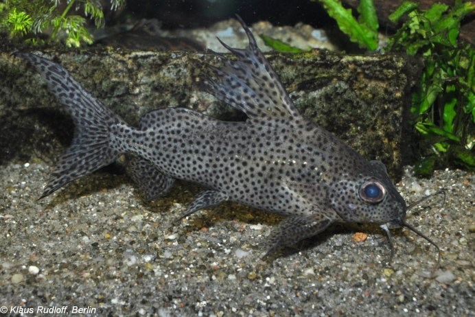 Синодонтис малавийский