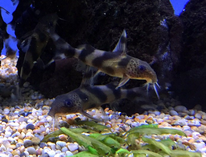 Сом синодонтис гибрид