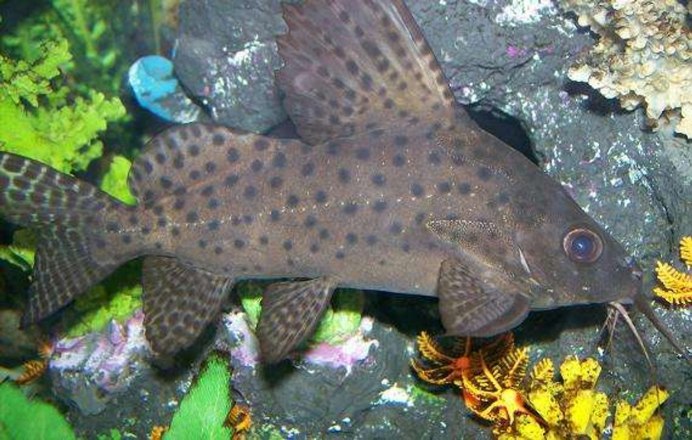 Синодонтис Арлекин Synodontis Pleurops