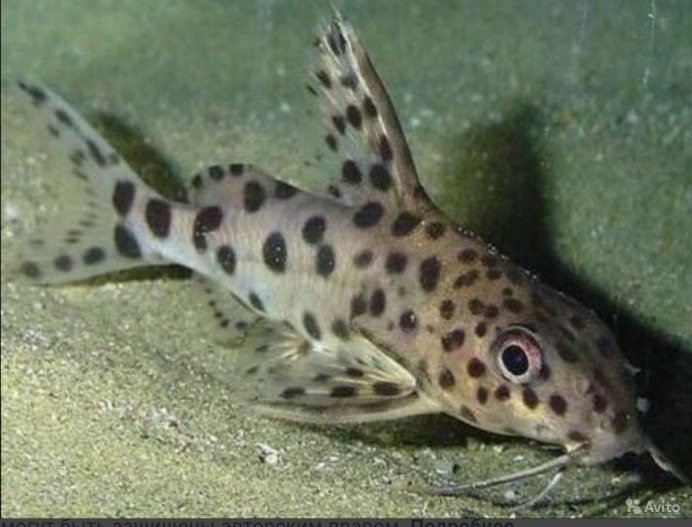 Сомик синодонтис Далматин