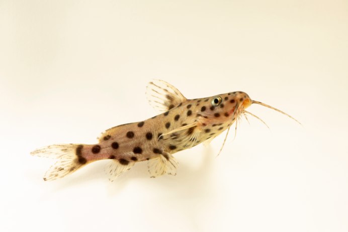 Синодонтис многопятнистый