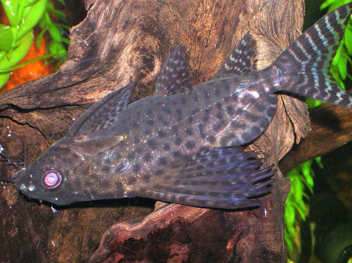 Рыбка синодонтис эуптерус