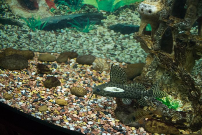 Синодонтис петрикола