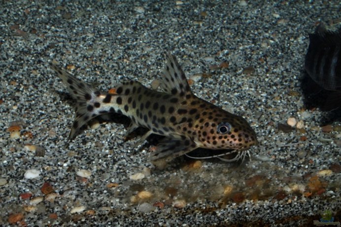 Синодонтис Баргус черный