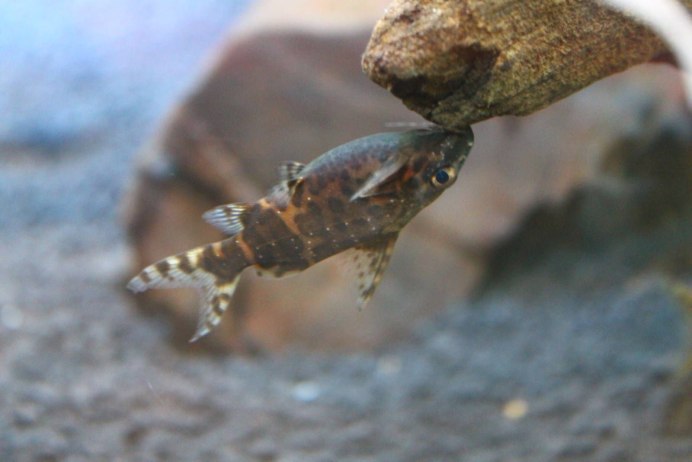 Сом вверх брюхом