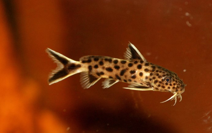 Чернобрюхий перистоусый сомик