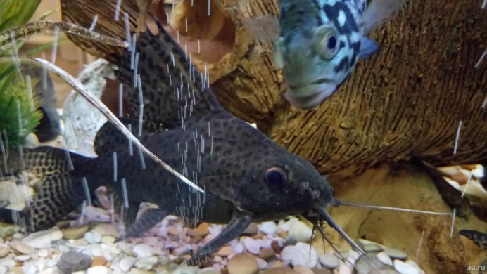 Синодонтис многопятнистый