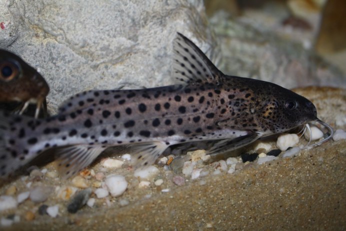 Синодонтис мультипунктатус