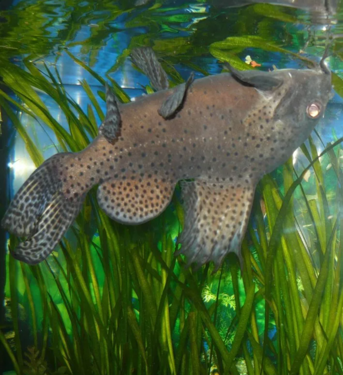 Синодонтис Далматин