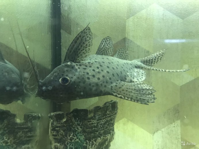 Ягуаровый сомик аквариумный