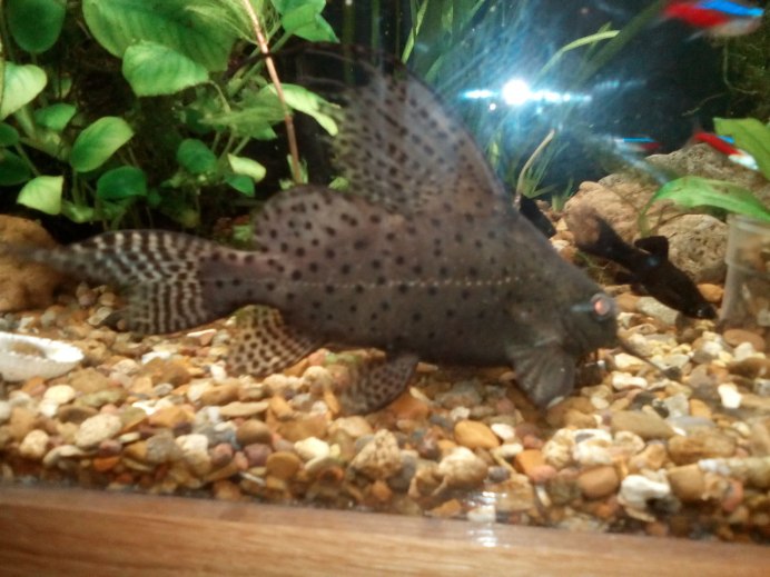 Сомик синодонтис Далматин