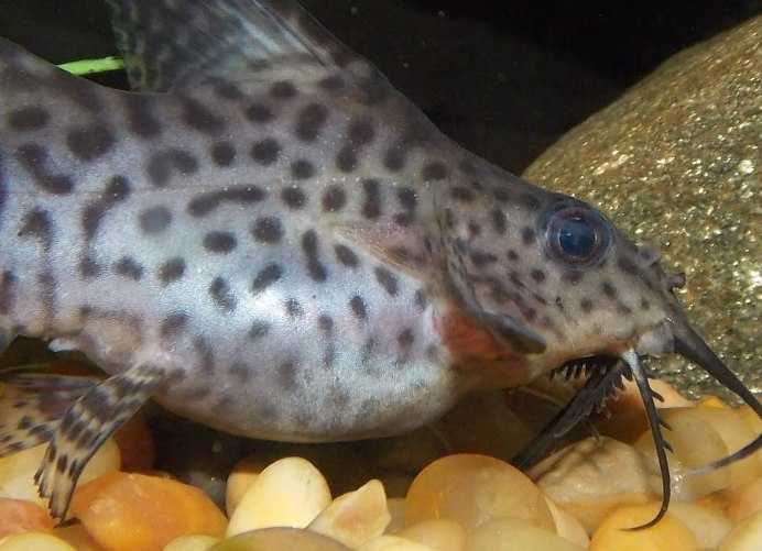 Сом синодонтис клоун