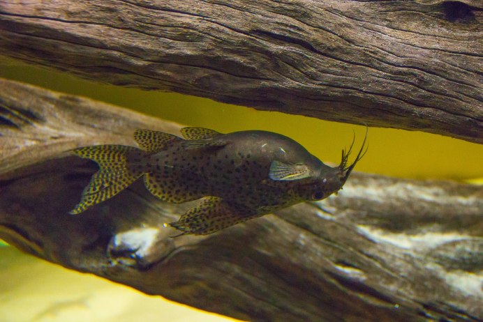 Синодонтис эуптерус