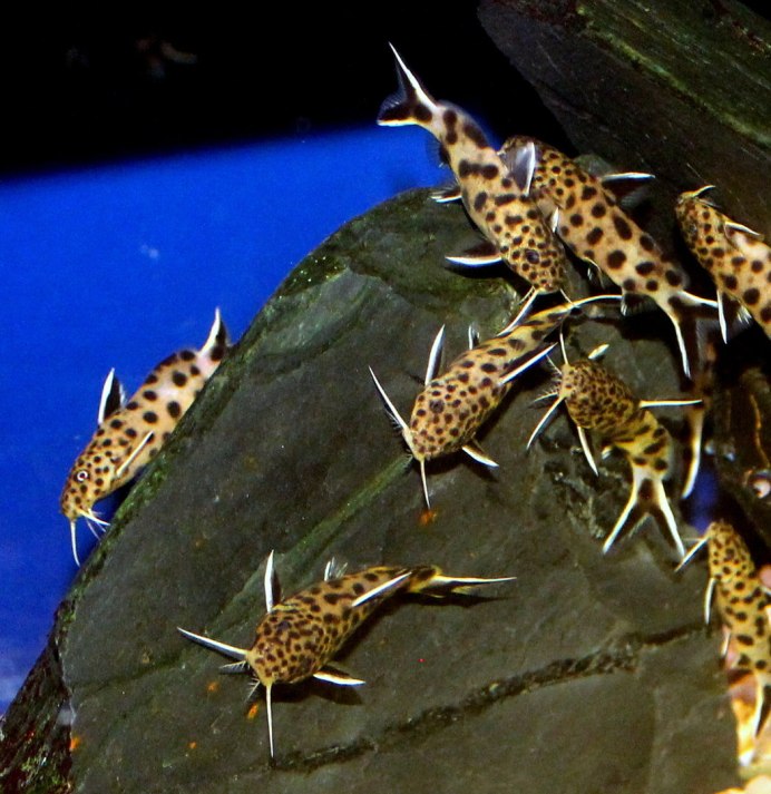 Синодонтис петрикола