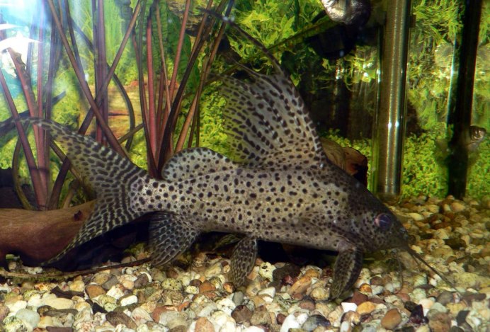 Сом синодонтис перевертыш