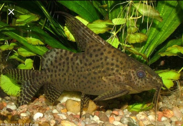 Сом синодонтис перевертыш