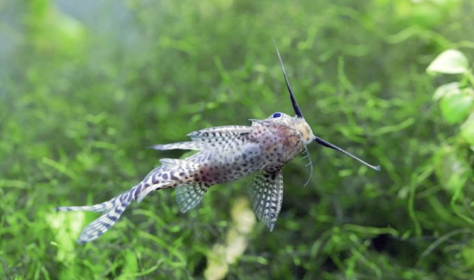 Синодонтис Далматин