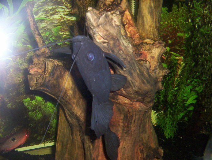 Синодонтис мультипунктатус