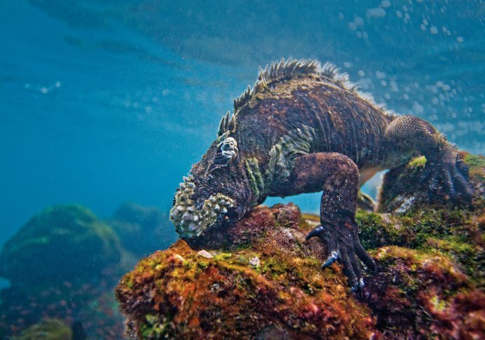 Галапагосская морская игуана