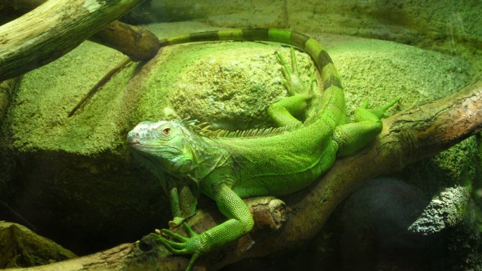 Marine Iguana in Zoo