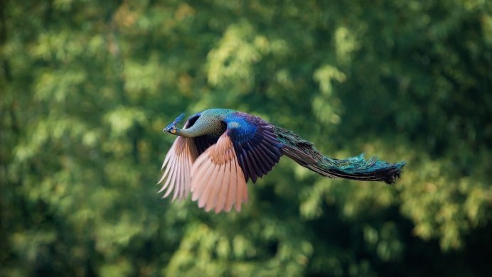 Hirundo Rustica полет