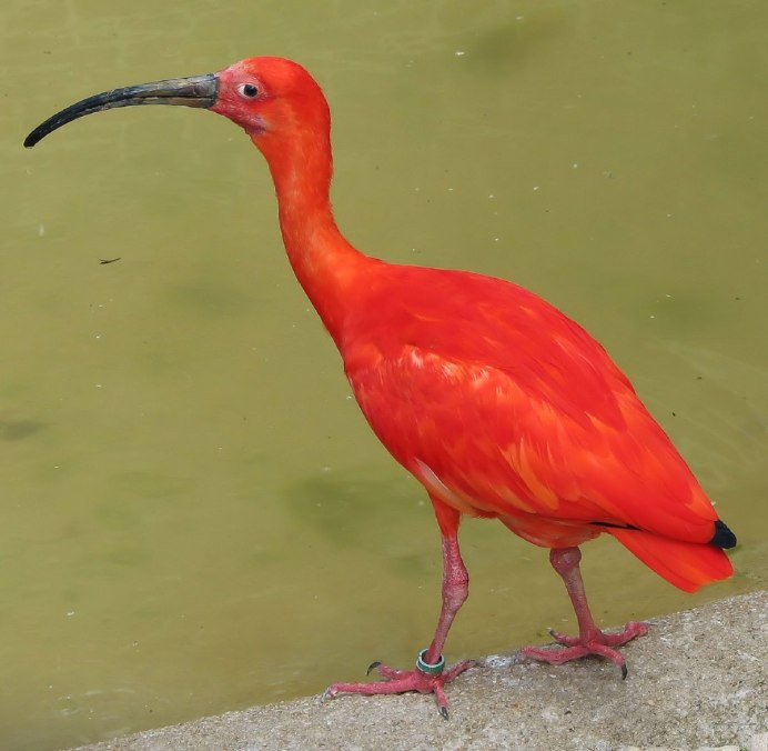 Ибис красный, алый (Eudocimus ruber)