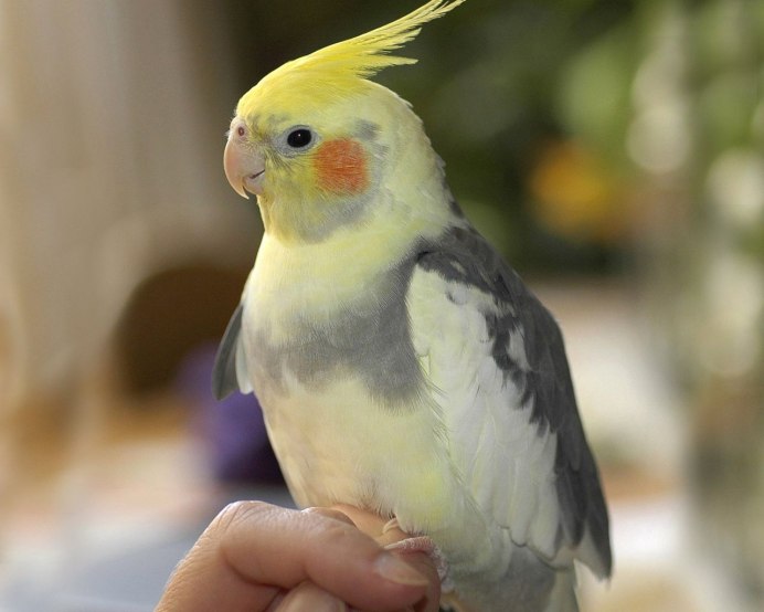 Корелла лютино самка и самец отличия