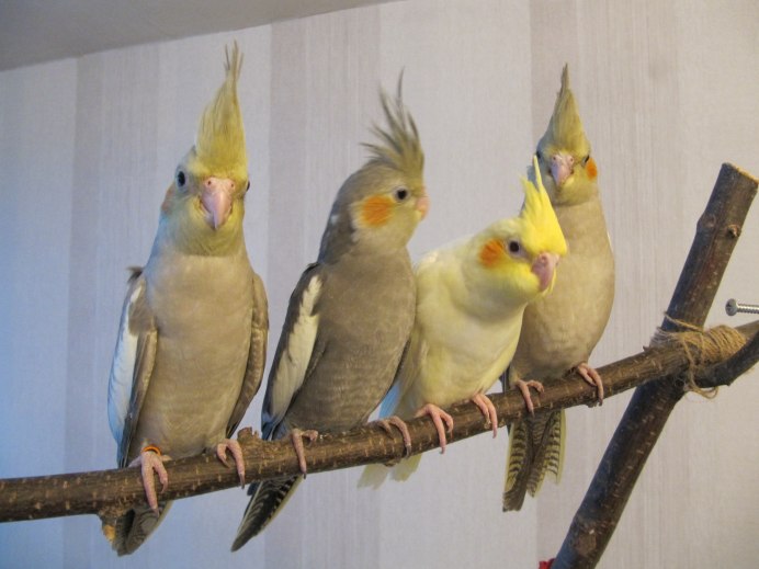 Корелла маэстро