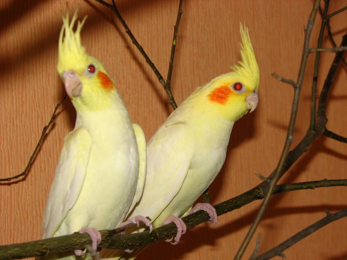 Корелла лютино самец