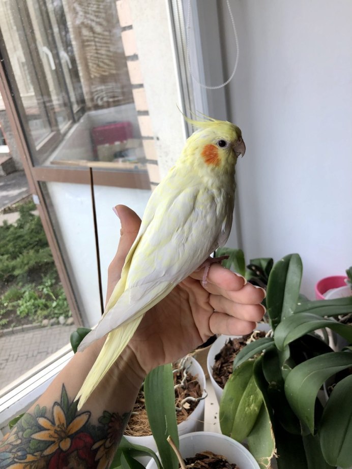 Корелла попугай зеленый