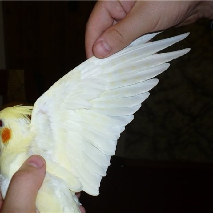 Попугаи круглимы красными щечками