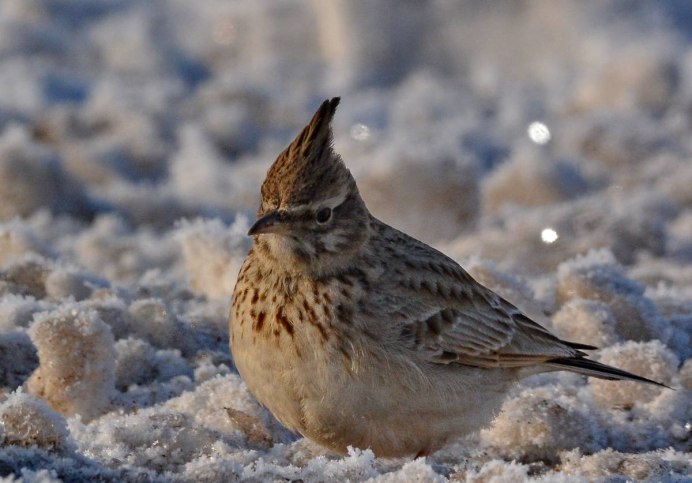 Хохлатый Жаворонок зимой