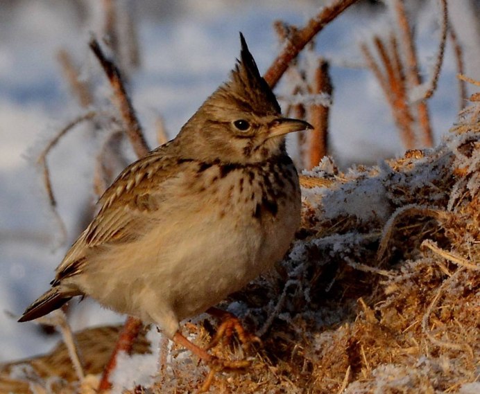 Хохлатый Жаворонок зимой