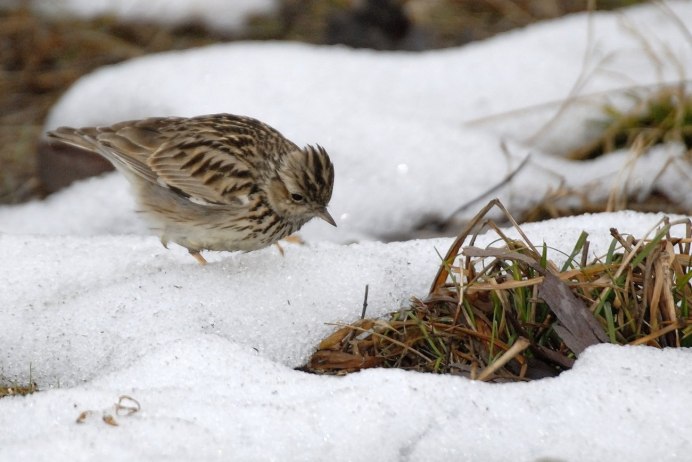 Трясогузка и Жаворонок фото