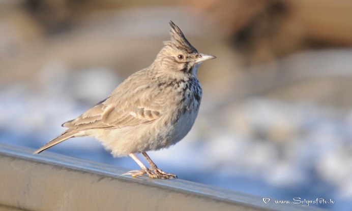 Жаворонки птицы стая