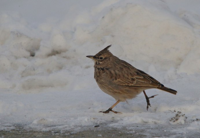 Жаворонок на снегу