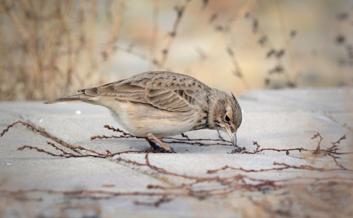 Полевой Жаворонок зимовка