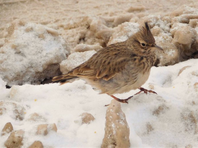Жаворонок хохлатый в Самарской области
